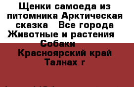 Щенки самоеда из питомника Арктическая сказка - Все города Животные и растения » Собаки   . Красноярский край,Талнах г.